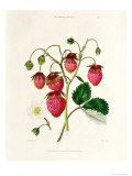 Buy The Roseberry Strawberry, Engraved by Watte, Pub. by Thomas Kelly, London 1830 at AllPosters.com