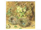 Buy Primroses and Birds' Nests at AllPosters.com