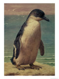Buy Study of a Penguin at AllPosters.com
