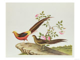 A Golden Pheasant, Ch'Ien-Lung Period (1736-96)