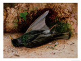 Buy Starling at AllPosters.com