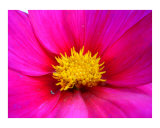 Buy Dahlia at AllPosters.com