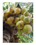 Buy Cocos at AllPosters.com