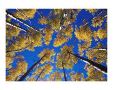 Aspen Sky