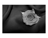 Buy Black and White Wet Rose at AllPosters.com