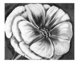 Buy Flower in Black and White at AllPosters.com