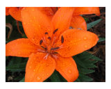Buy Orange Lily I at AllPosters.com