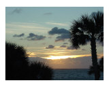 Palm Trees in Sunset