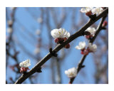 Buy Spring at AllPosters.com