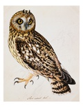 A Short-Eared