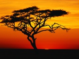 Buy Acacia Tree at Sunset at AllPosters.com