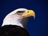 Buy American Bald Eagle at AllPosters.com