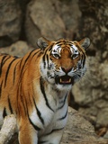 Buy Bengal Tiger Snarling at AllPosters.com