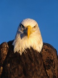 Buy Bald Eagle at AllPosters.com