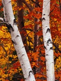 Birch and Maple Trees in Autumn