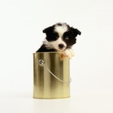 Border Collie Puppy Sitting in Paint Can