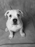 Bulldog Puppy Looking up Sadly