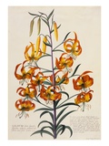 Buy Botanical Print of American Turkscap Lily at AllPosters.com