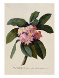 Buy Botanical Print of Frangipani at AllPosters.com