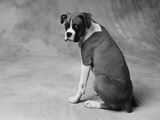 Boxer Puppy