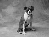 Boxer Puppy