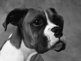 Boxer Puppy