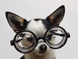Chihuahua Wearing Eyeglasses Photographic Print