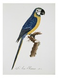 Buy Blue and Gold Macaw at AllPosters.com