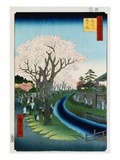 Cherry Blossoms, Tama River Embankment