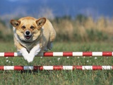 Buy Corgi Jumping over Obstacle at Dog Agility Competition at AllPosters.com
