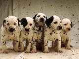 Dalmatian Puppies
