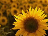 Close-Up of Sunflower