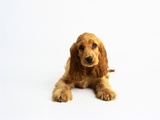 Cocker Spaniel Puppy