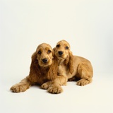 Pair of Cocker Spaniel Puppies