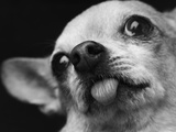 Close-up of Dog