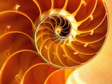 Cross Section of Chambered Nautilus Shell