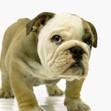 English Bulldog Puppy