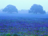 Field of Bluebonnets