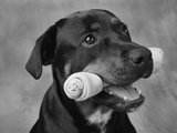 Dog Holding Bone in Mouth