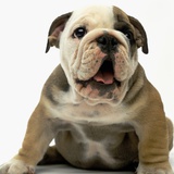 English Bulldog Puppy