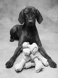 Dog with Pile of Bones
