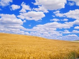 Fields of Wheat