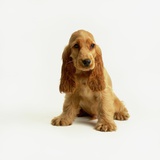 English Cocker Spaniel Puppy