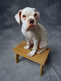 Dog Sitting on Bench