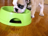 English Bulldog Puppy Eating