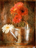 Gerbera Daisies in a Watering Can