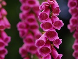 Foxglove in Bloom