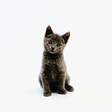 Buy Gray Kitten at AllPosters.com