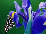 Fritillary Butterfly on a Dutch Iris