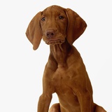 Hungarian Vizsala Puppy